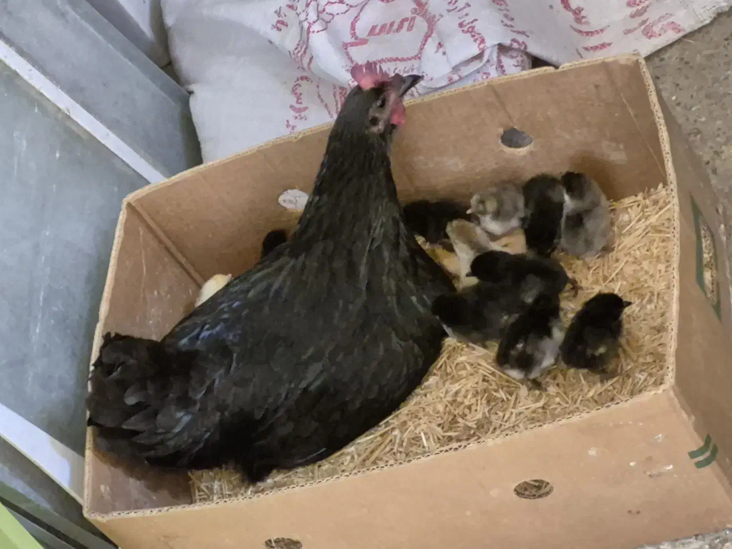 مرغ با جوجه|حیوانات مزرعه|خورموج, |دیوار