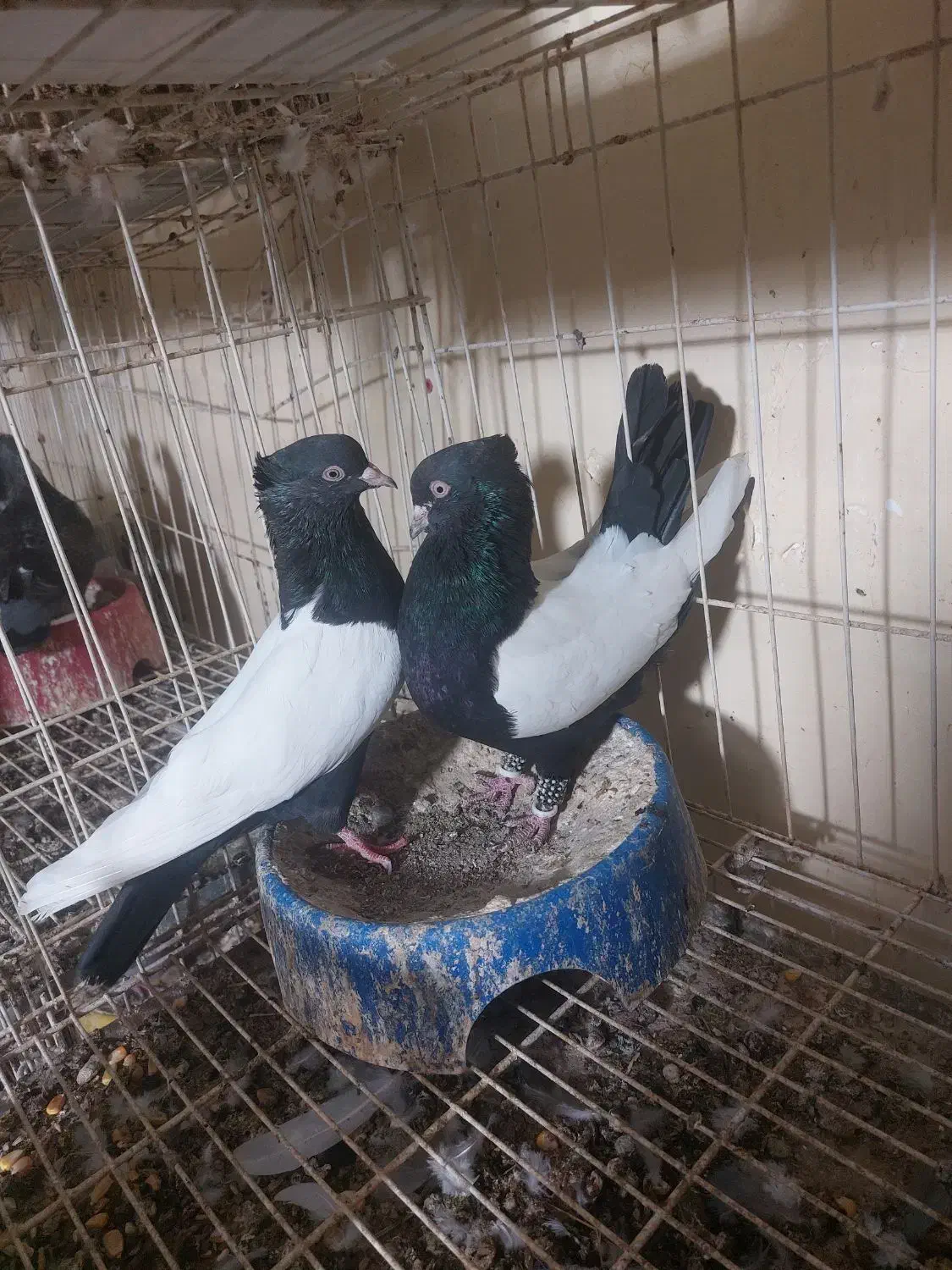 کبوتر سینه ای. رنگی|پرنده|شنبه و طسوج, |دیوار