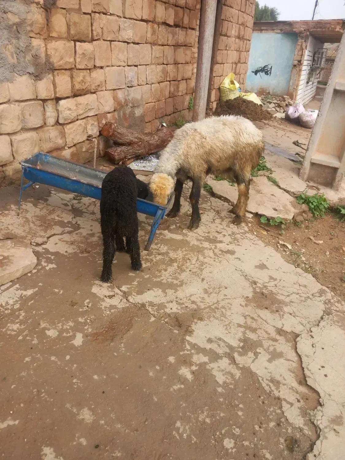 میش بره|حیوانات مزرعه|مسجد سلیمان, |دیوار
