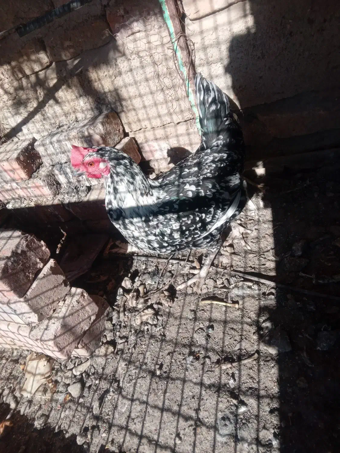 مرغ دورگه|حیوانات مزرعه|خاش, |دیوار