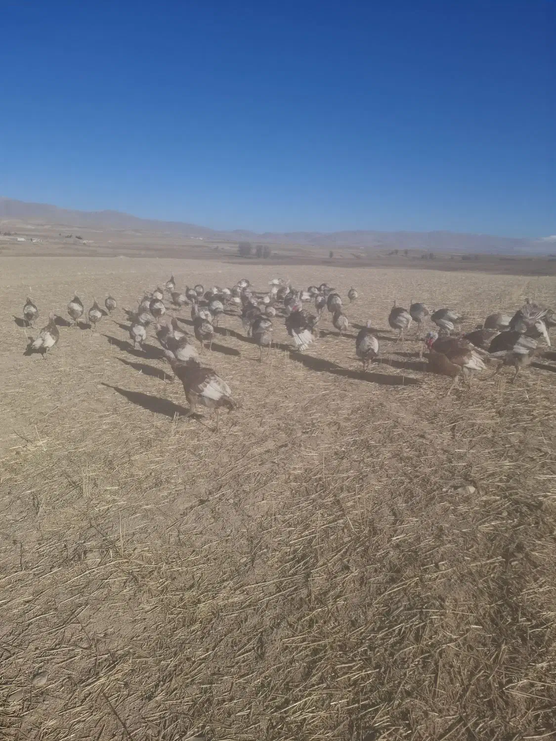 بوقلمون|حیوانات مزرعه|ماهیدشت, |دیوار