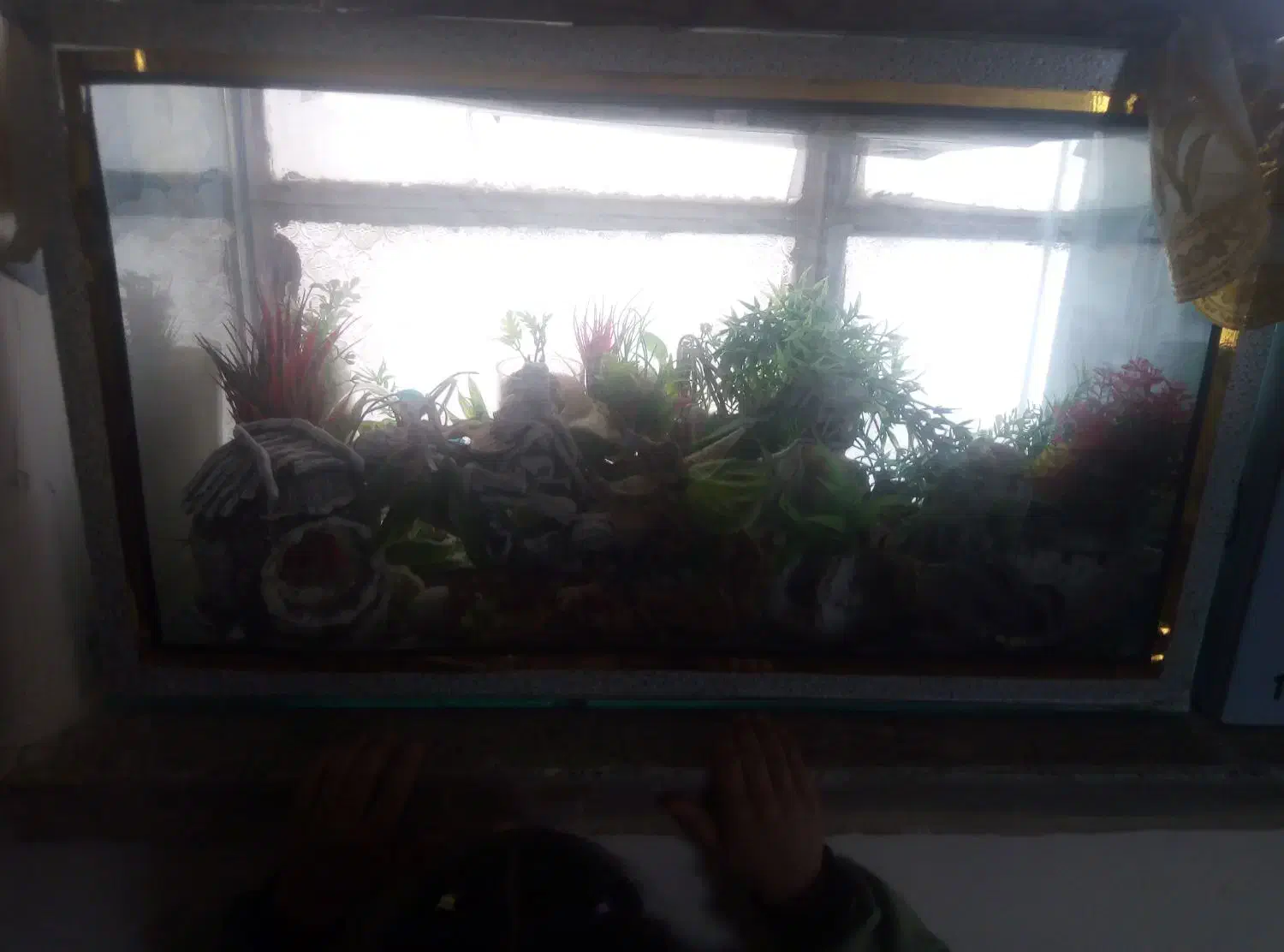 آکواریوم|ماهی|کرمانشاه, |دیوار