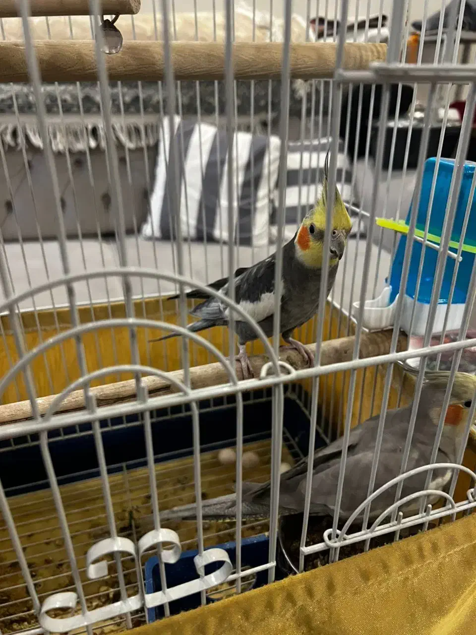 جفت عروس هلندی نر و ماده|پرنده|تهران, دربند|دیوار