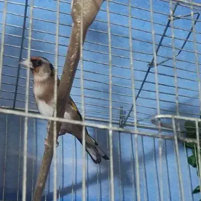 سهره ماده سهره نر|پرنده|قدس, شهرقدس|دیوار