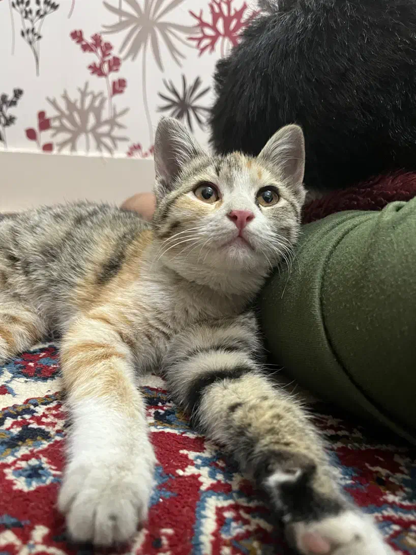 یک بچه گربه ناز و خانگی و بازیگوش (رایگان )|گربه|بیرجند, |دیوار