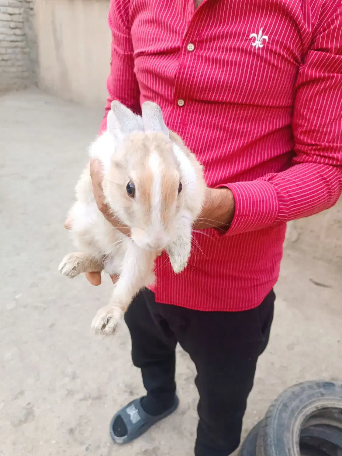 خرگوش اهلی|موش و خرگوش|ارومیه, |دیوار