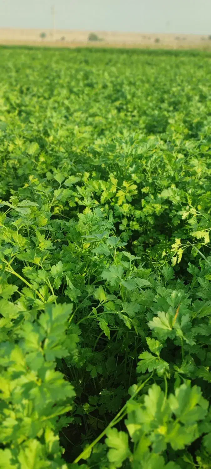 سبزی خورشتی درجه یک|خوردنی و آشامیدنی|اندیمشک, |دیوار