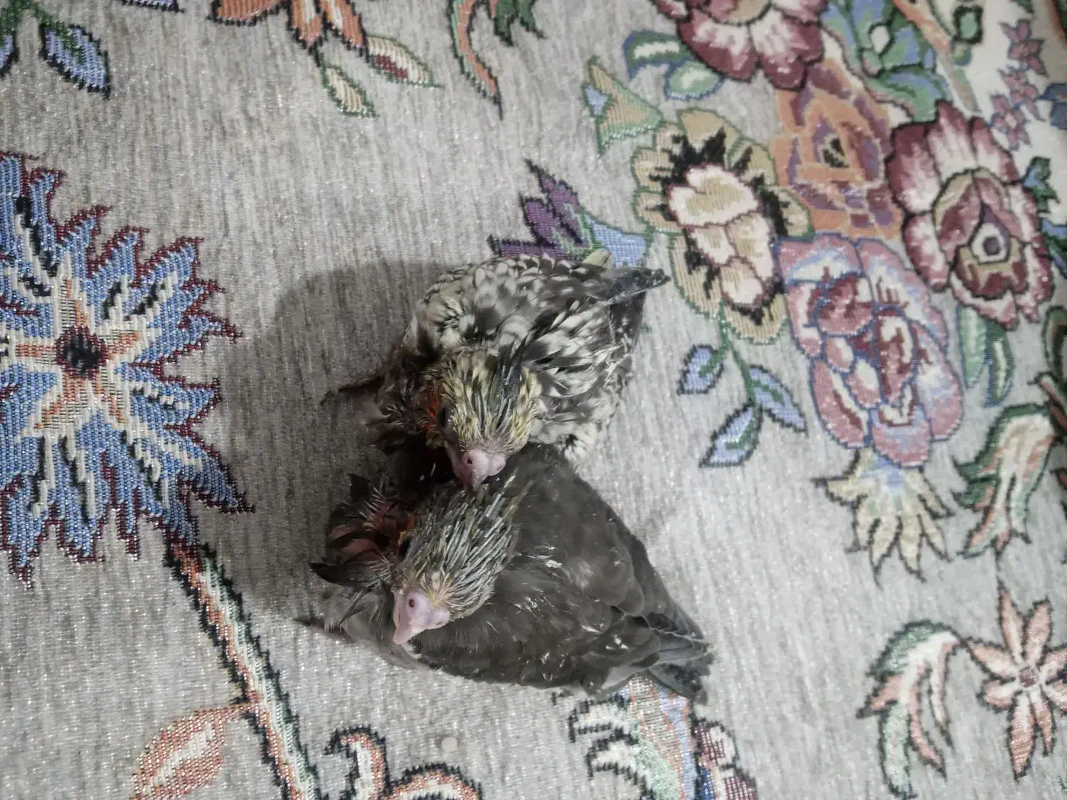 جوجه عروس|پرنده|پاکدشت, پاکدشت (مامازند)|دیوار