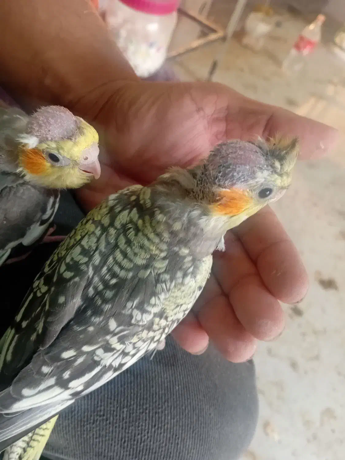 جوجه عروس هلندی مرواریدی در رباط کریم|پرنده|چهاردانگه (تهران), |دیوار