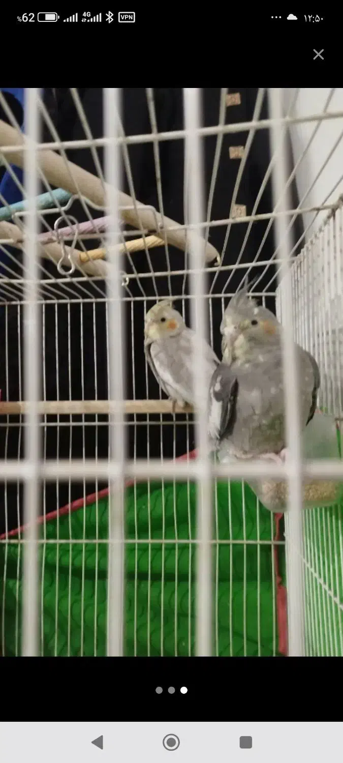 عروس هلندی|پرنده|باخزر, |دیوار