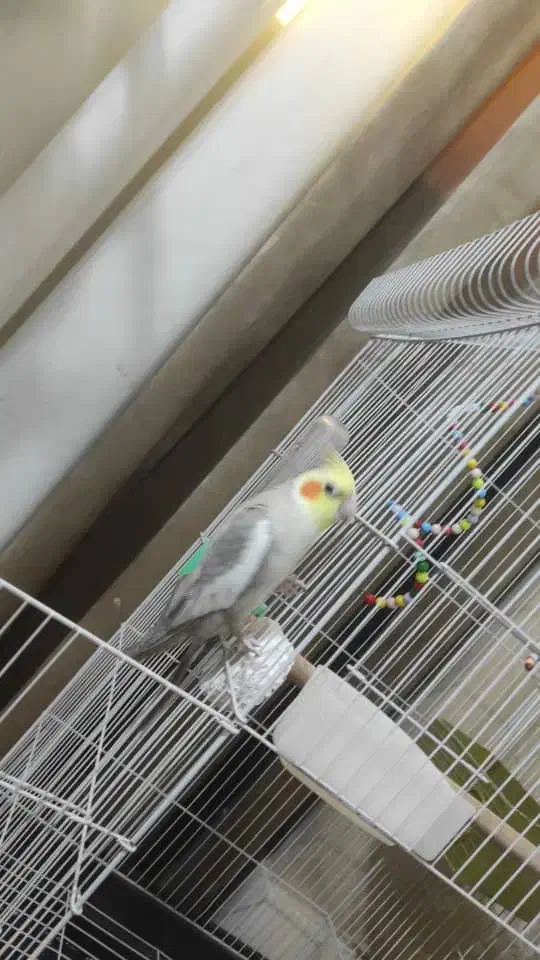 عروس هلندی|پرنده|اهواز, کوی ایثار|دیوار