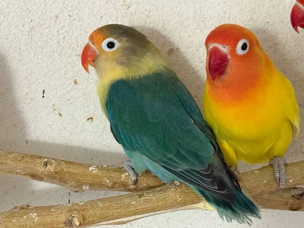 کوتوله برزیلی طوطی برزیلی ماده|پرنده|قوچان, |دیوار