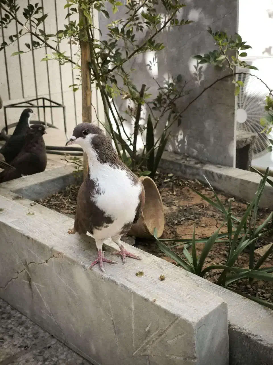 کبوتر ماده خوشرنگ سرخ|پرنده|شهرضا, |دیوار