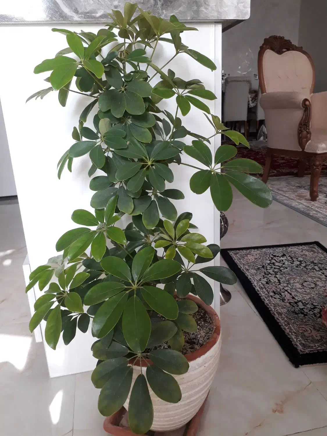 گل شفلریا|گل و گیاه طبیعی|پردیس, فاز ۳|دیوار