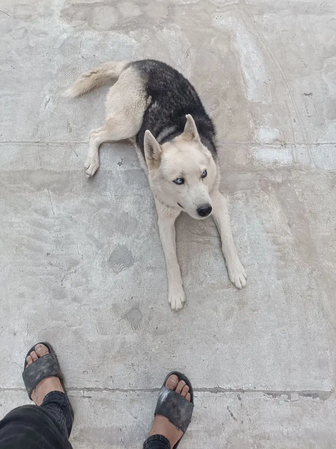 سگ هاسکی|سگ|بهارستان, |دیوار