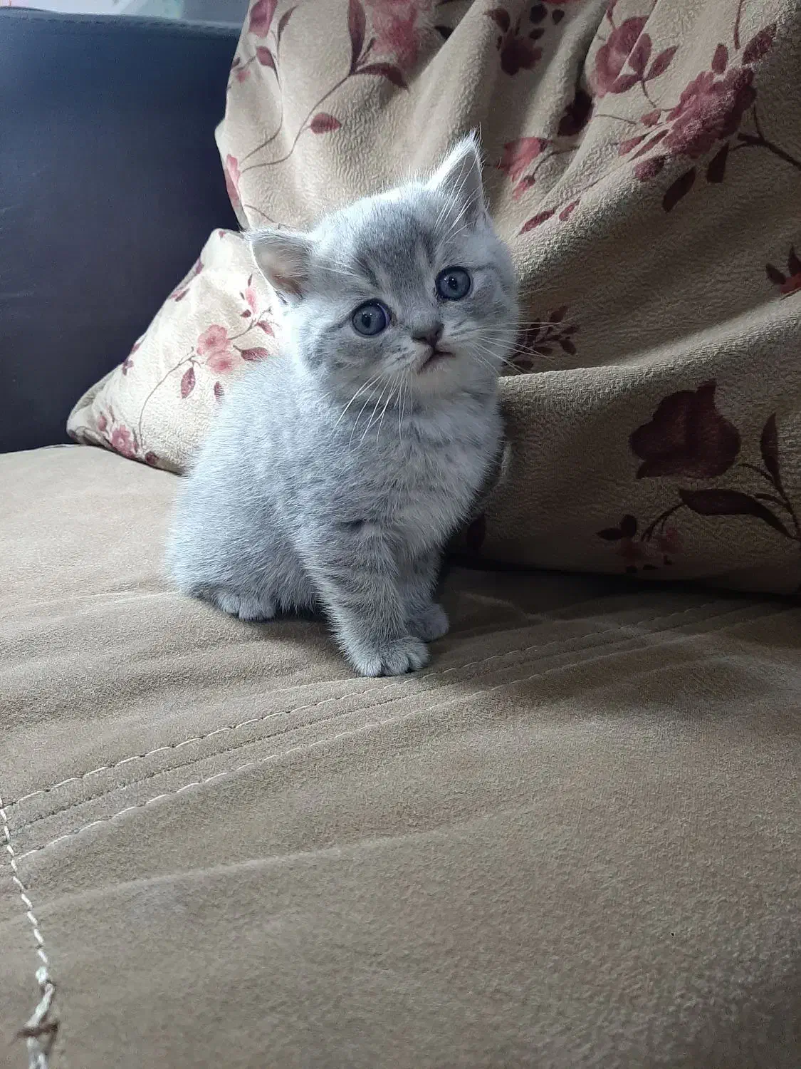 بچه گربه های بریتیش|گربه|اهواز, کیانپارس |دیوار