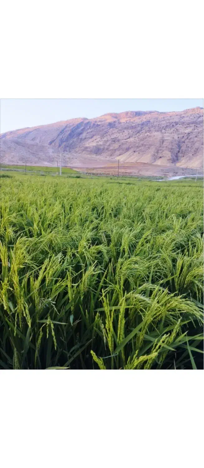 برنج محلی شیروان|خوردنی و آشامیدنی|سیروان, |دیوار