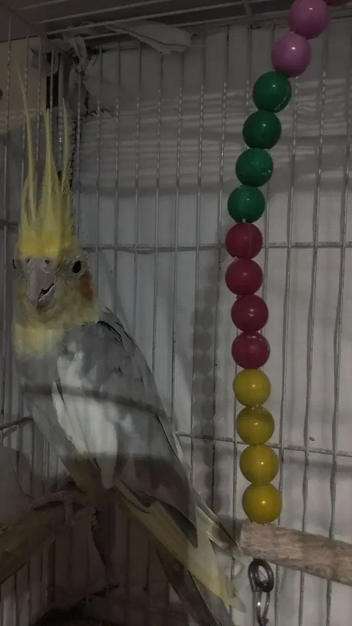 جفت کوتوله و عروس هلندی|پرنده|مشهد, کارمندان دوم|دیوار