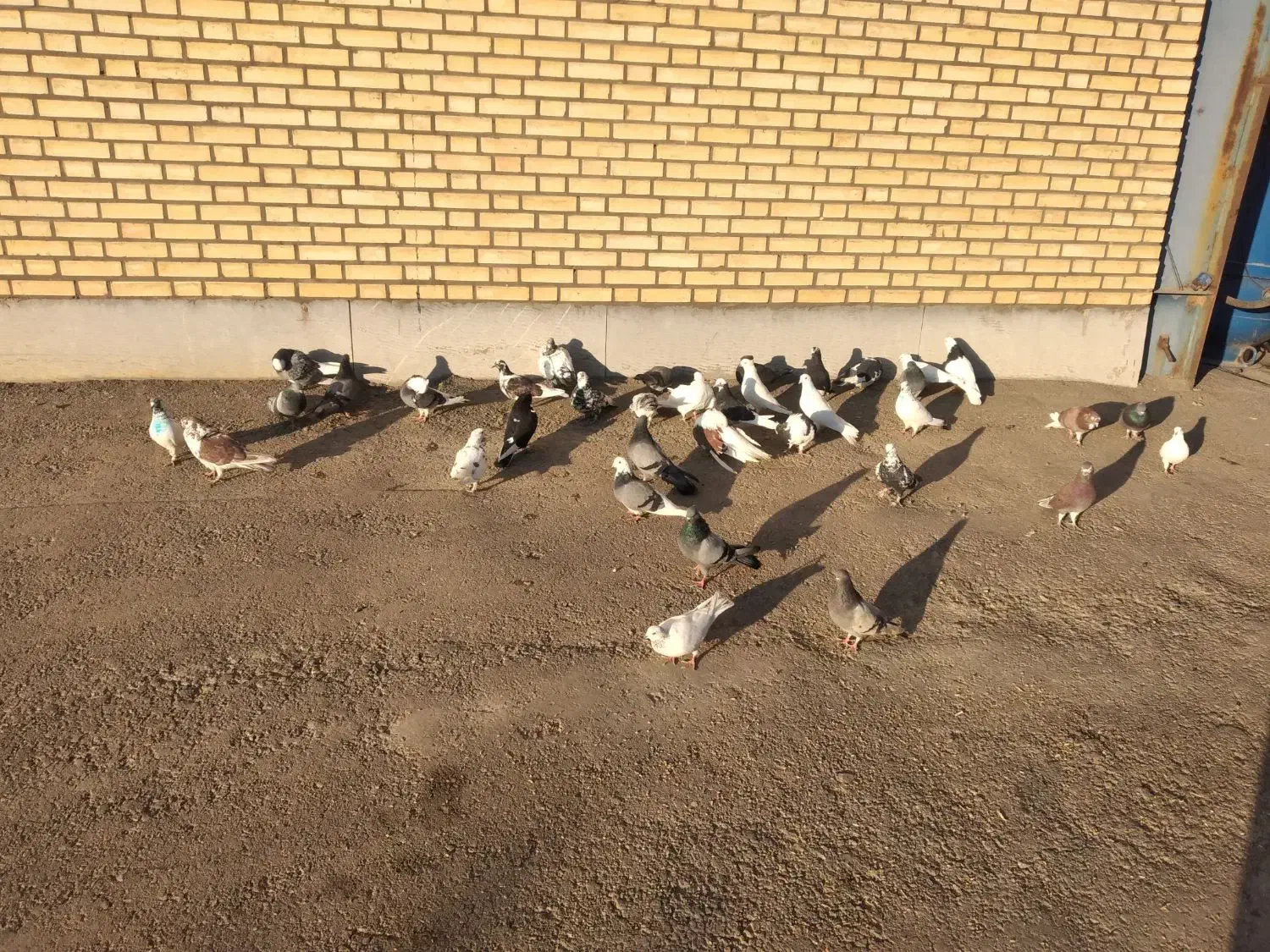 کفتر|پرنده|اشتهارد, |دیوار