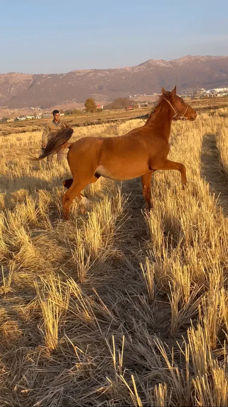 فروش اسب|اسب و تجهیزات اسب‌سواری|یاسوج, |دیوار