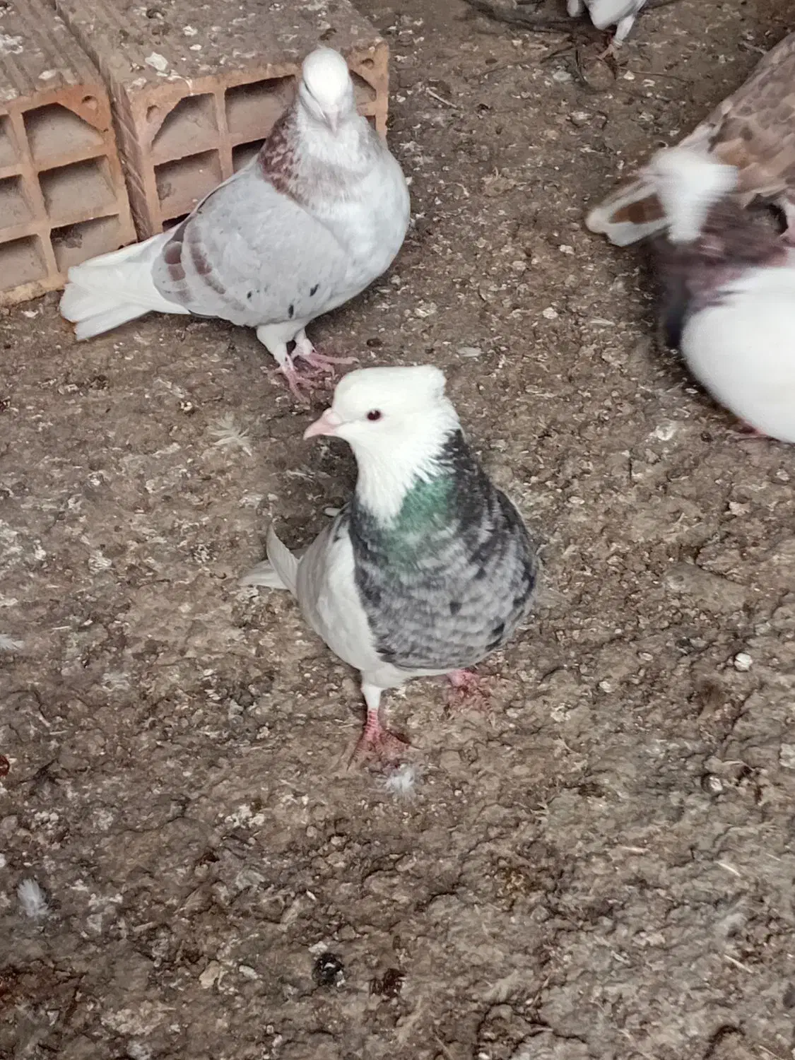 کبوترطوقی|پرنده|سنگدوین, |دیوار