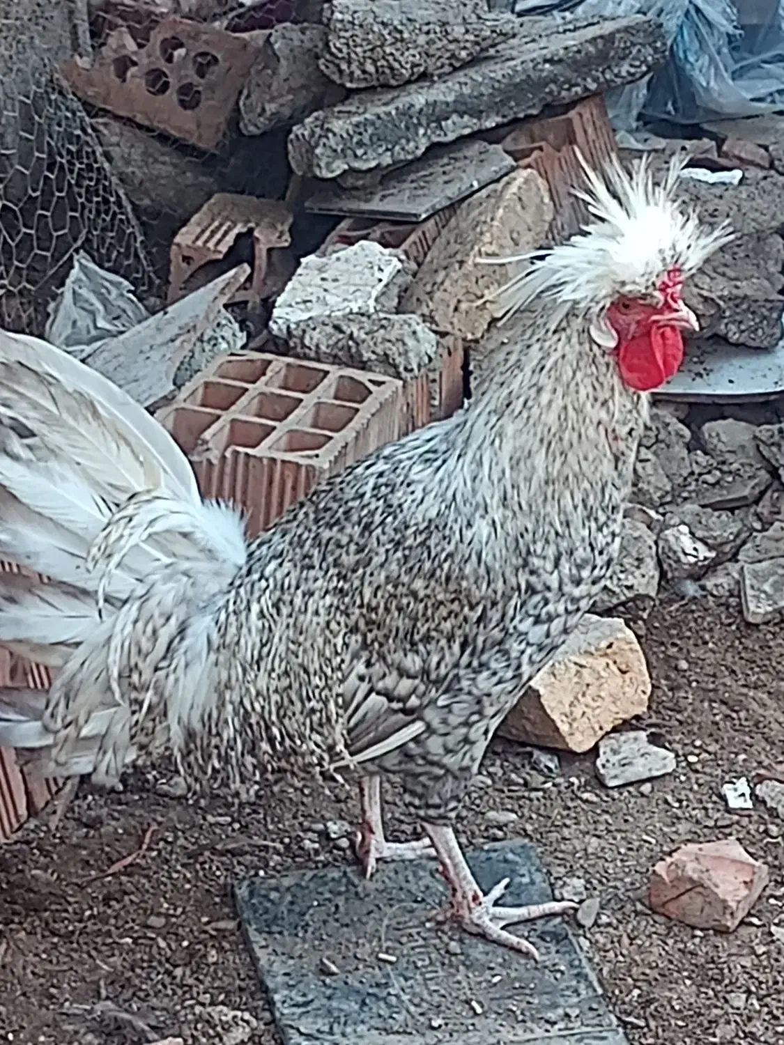 خروس لهستانی|حیوانات مزرعه|فاضل آباد, |دیوار