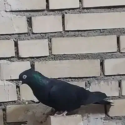 زاغ آبادانی|پرنده|شادگان, |دیوار