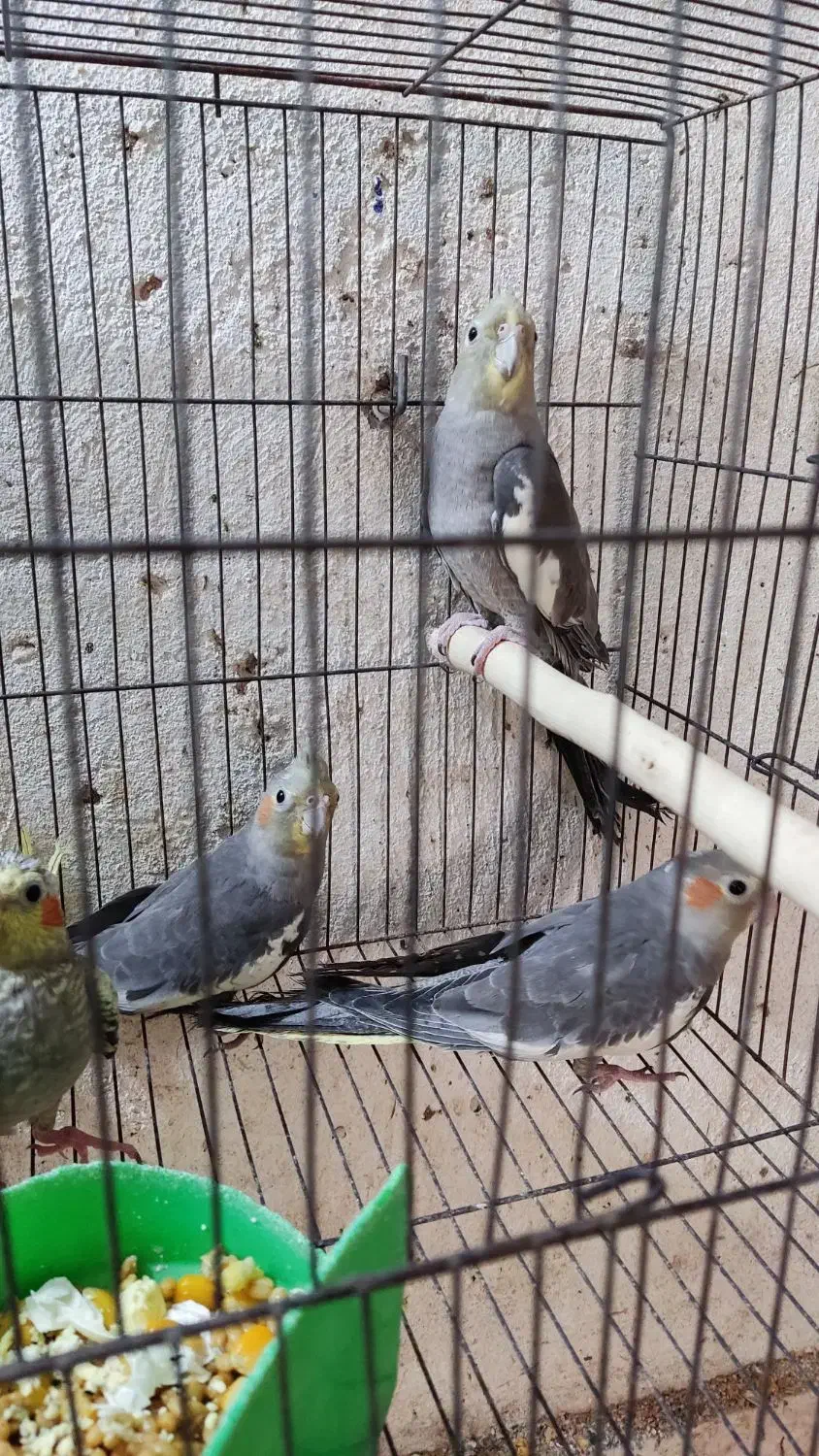 ۴عدد جوجه عروس دونه خور|پرنده|رشت, بازار|دیوار