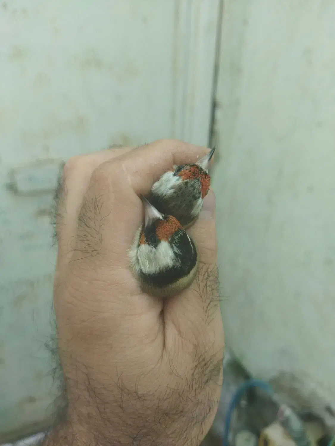 سهره|پرنده|شیراز, شریف‌آباد|دیوار