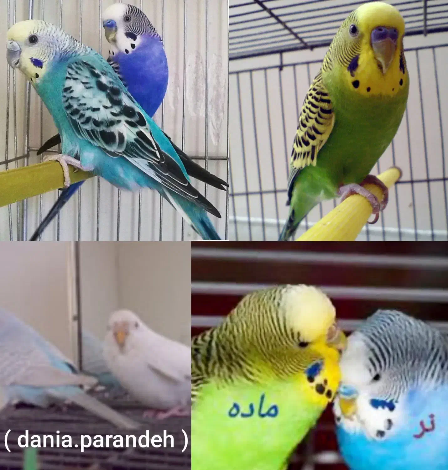 تعداد زیاد پرنده|پرنده|بجنورد, |دیوار