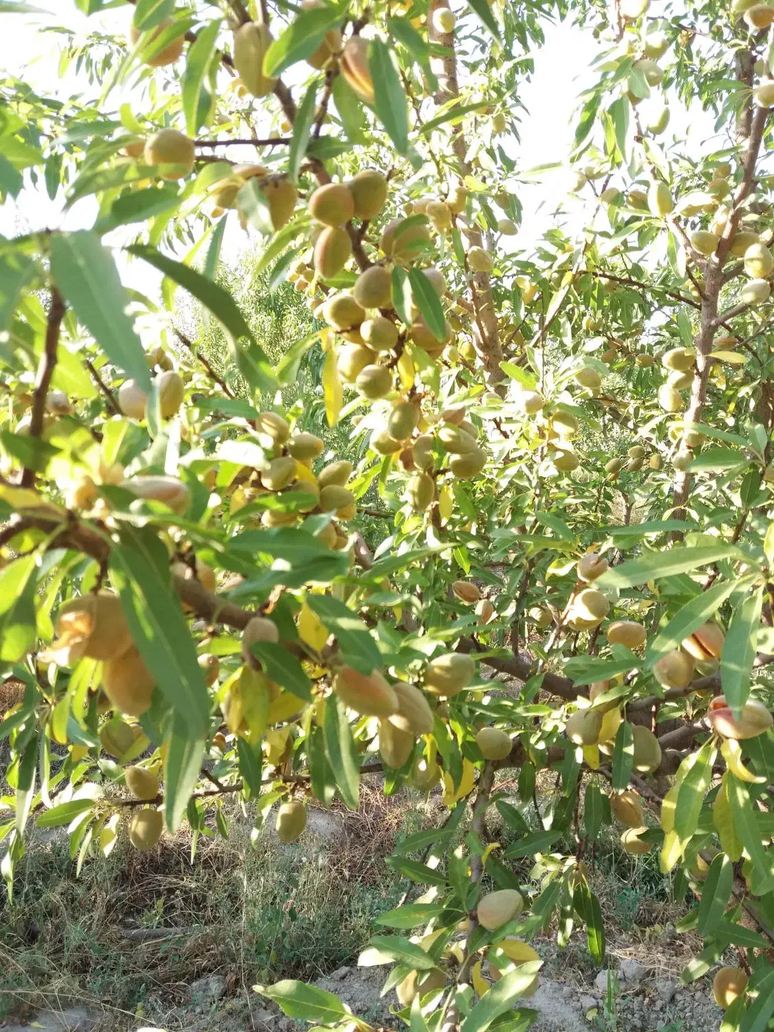 نهال پربازده|خدمات باغبانی و درختکاری|خسروشاه, |دیوار