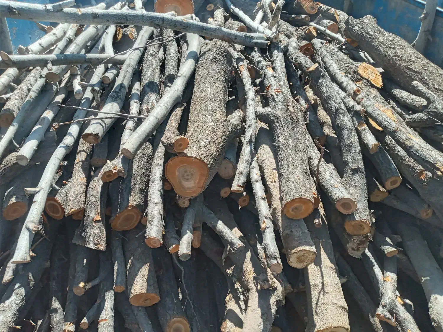 خریدوفروش چوب بابالاترین قیمت وتسویه آنی|خدمات باغبانی و درختکاری|الشتر, |دیوار