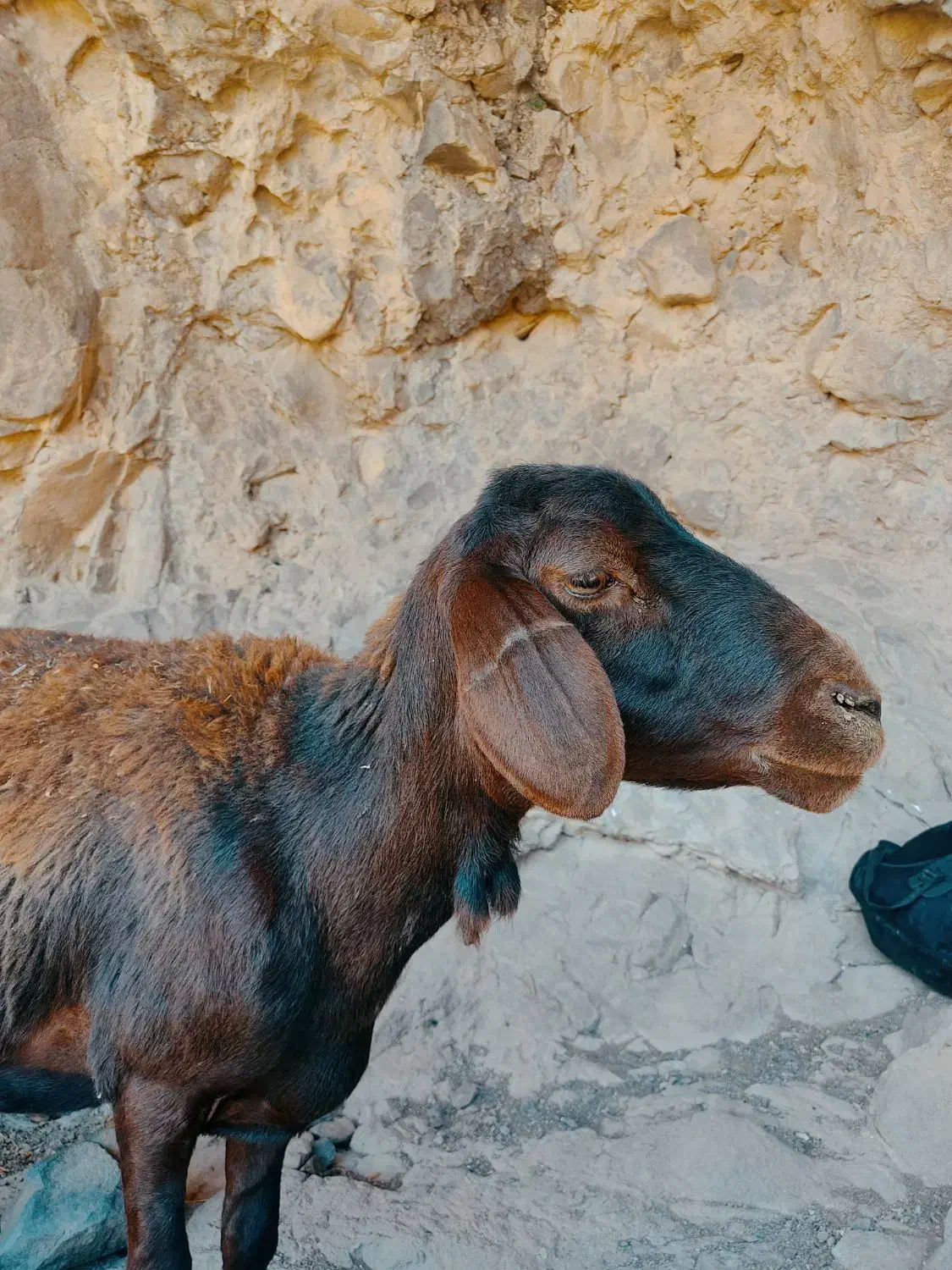 قوچ همو وهترو|حیوانات مزرعه|ماهنشان, |دیوار