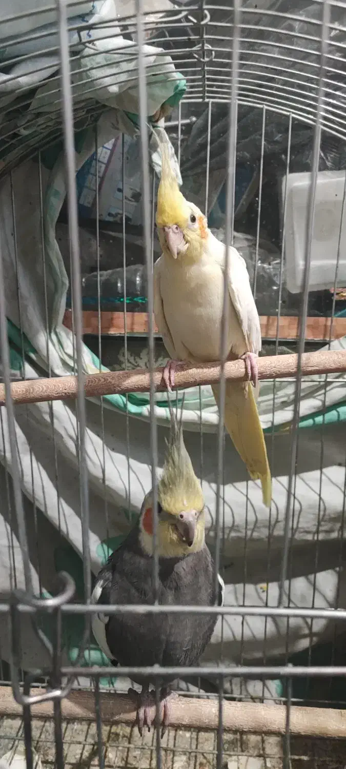 2 جفت عروس هلندی تظمینی|پرنده|مبارکه, |دیوار