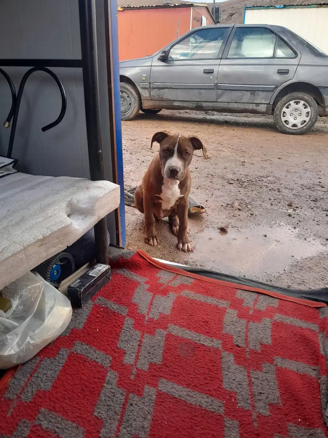 واگذاری سگ پیت بل وسدوعددپاکوتاه|سگ|کرمانشاه, |دیوار