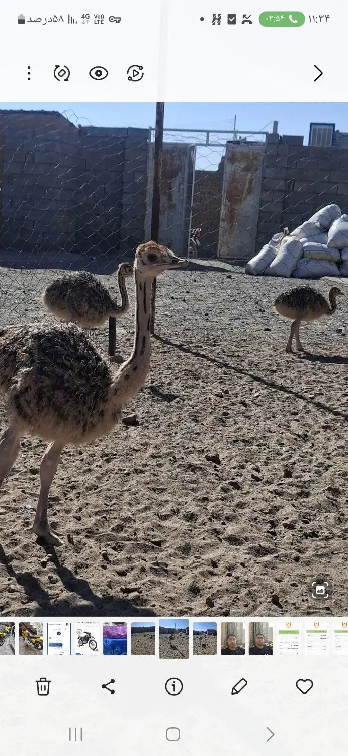 جوجه شتر مرغ|حیوانات مزرعه|سبزوار, قصبه غربی|دیوار