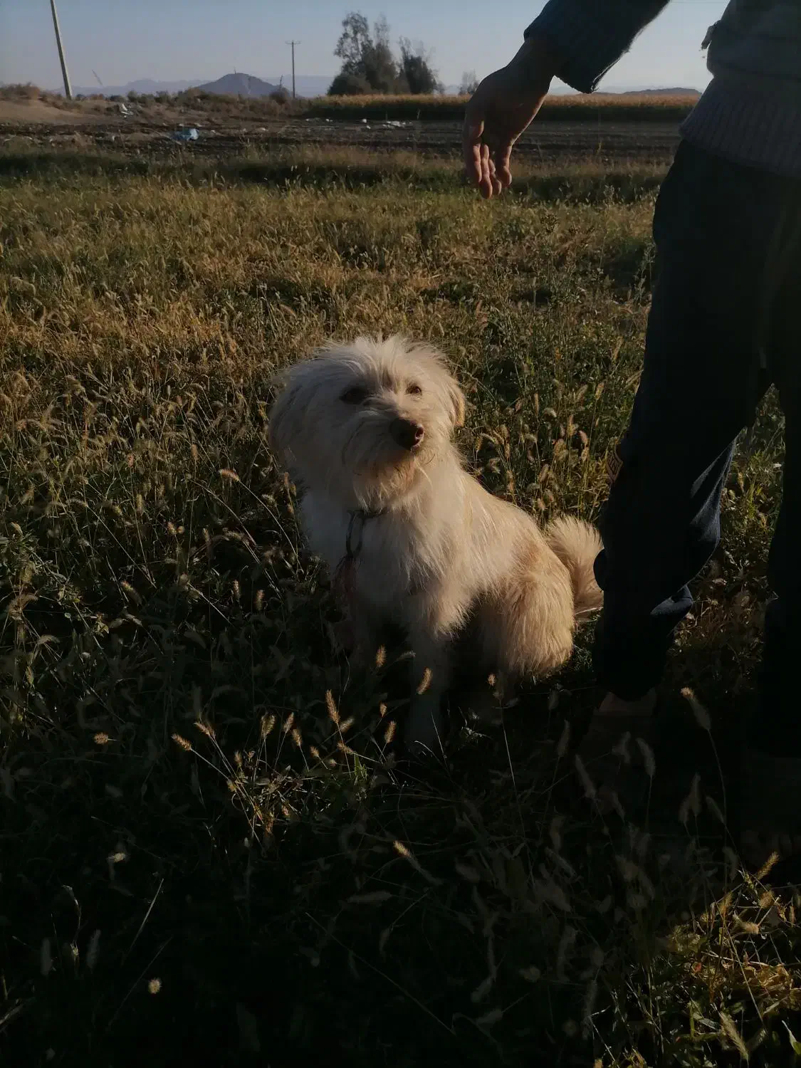 هر کس سگو پیدا کنه شیرینی داده میشه|حیوانات|بافت, |دیوار