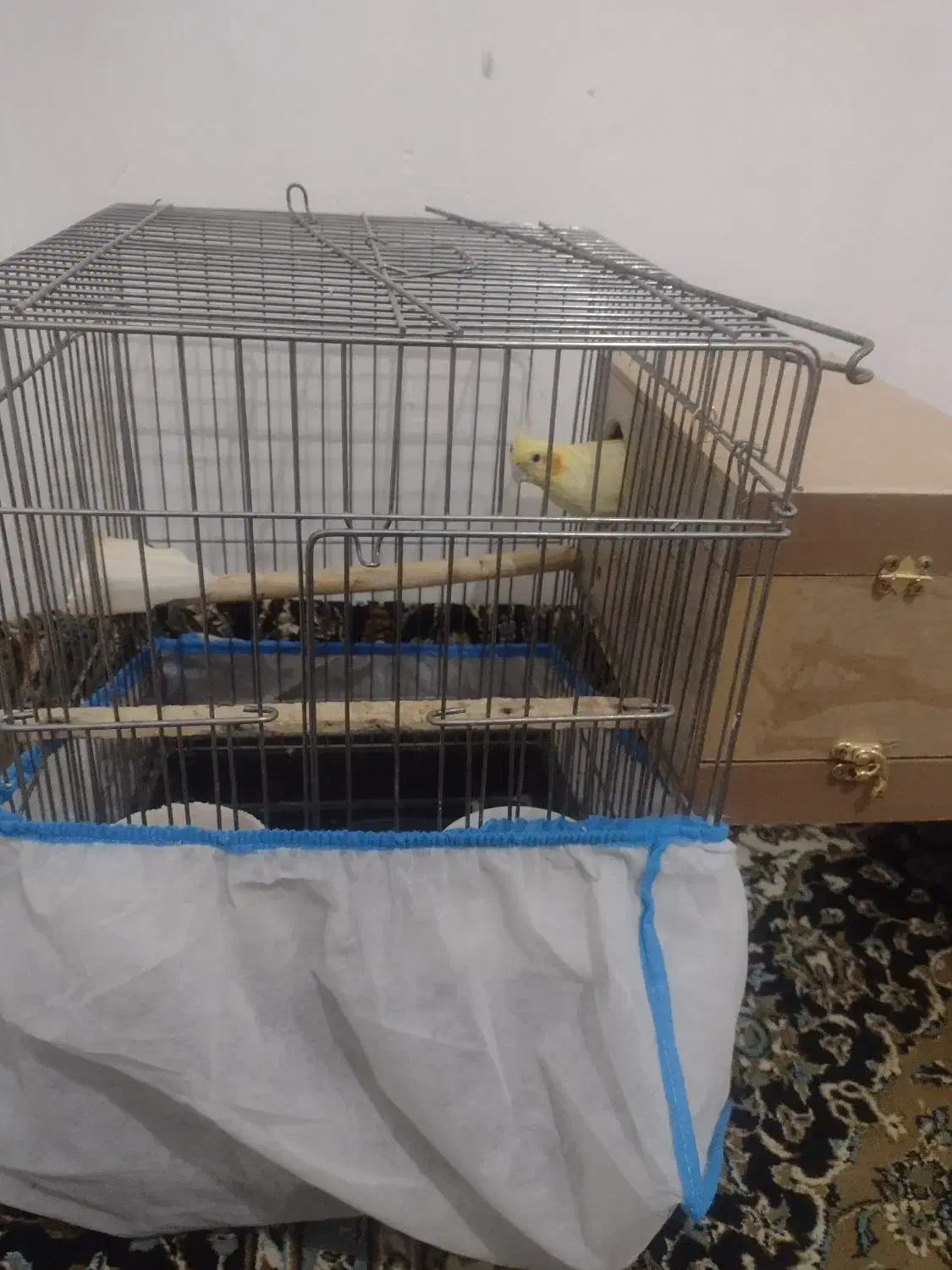 یک جفت عروس هلندی لوتینو صددرصد مولد تضمینی 4 تخم|پرنده|بومهن, |دیوار