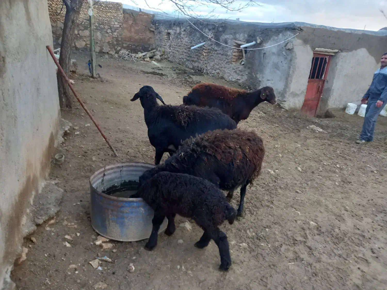 گوسفند|حیوانات مزرعه|ایجرود, |دیوار