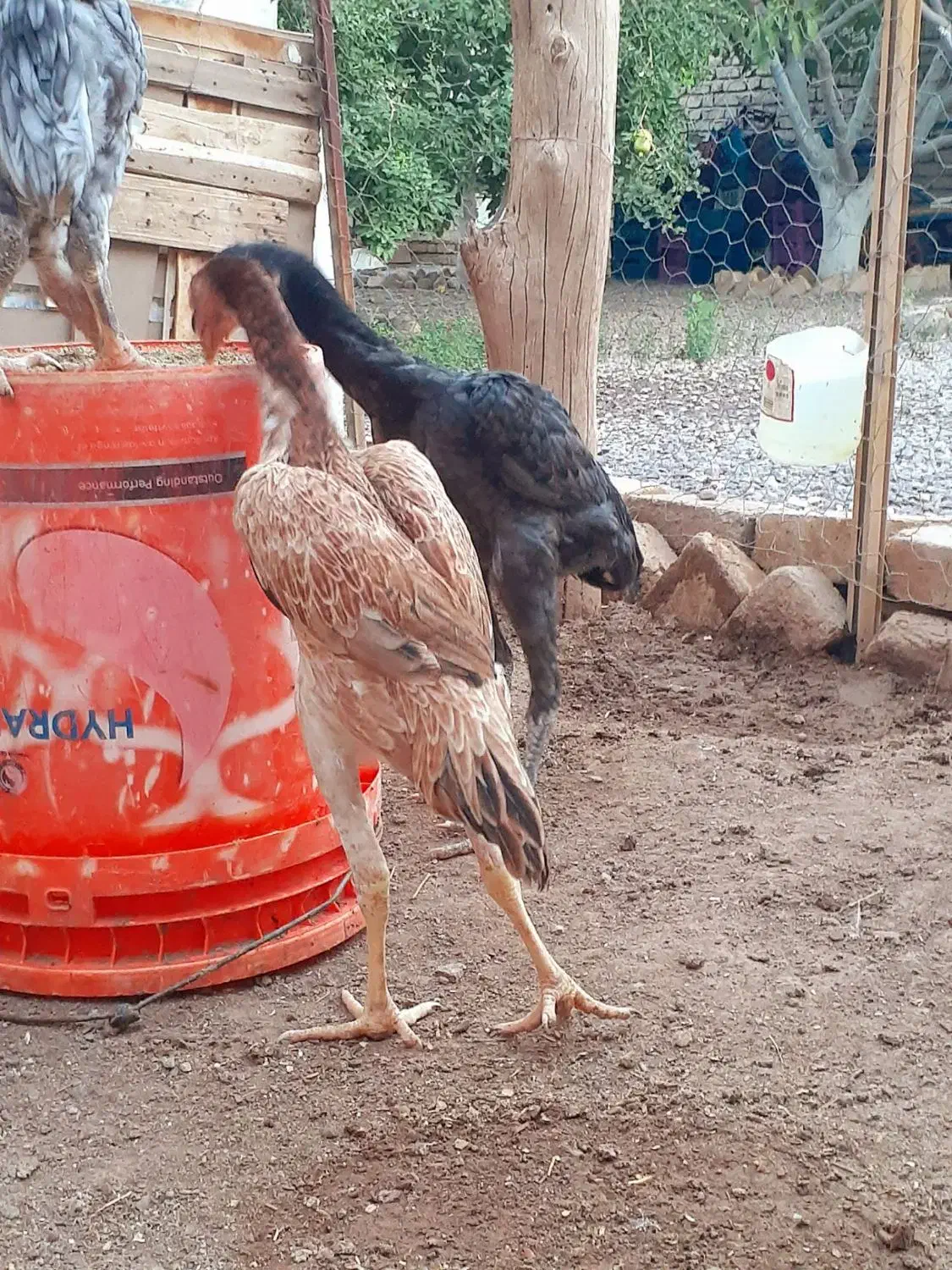 مرغ وخروس لاری نژاد دار اصیل|حیوانات مزرعه|قزوین, |دیوار