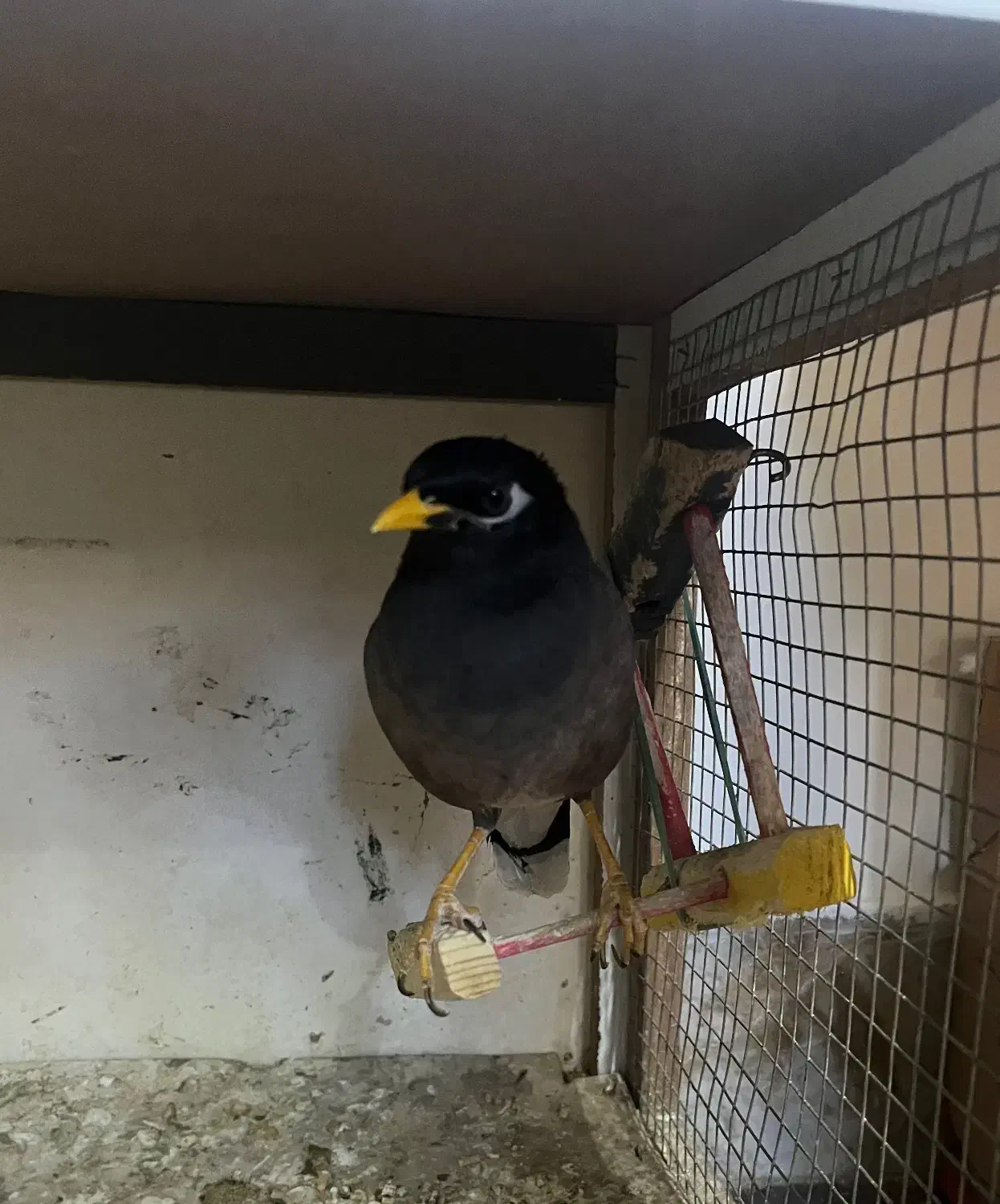 مرغ مینای کاملا دستی|پرنده|قزوین, |دیوار