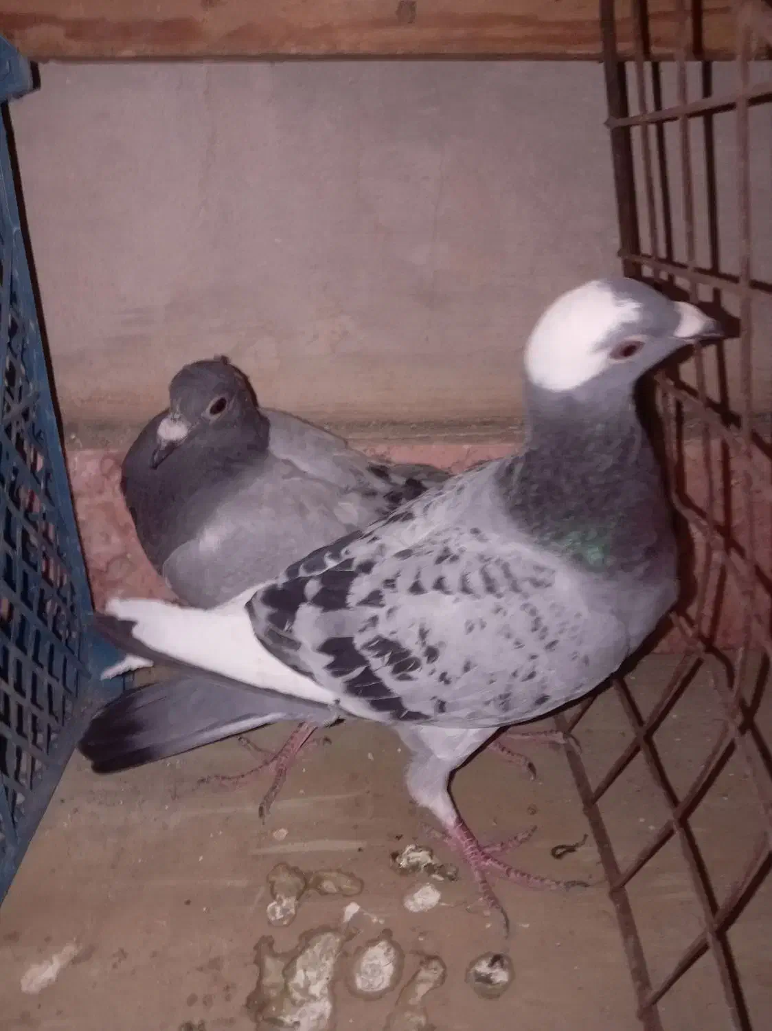 9تا فروشی پرشی|پرنده|جغتای, |دیوار