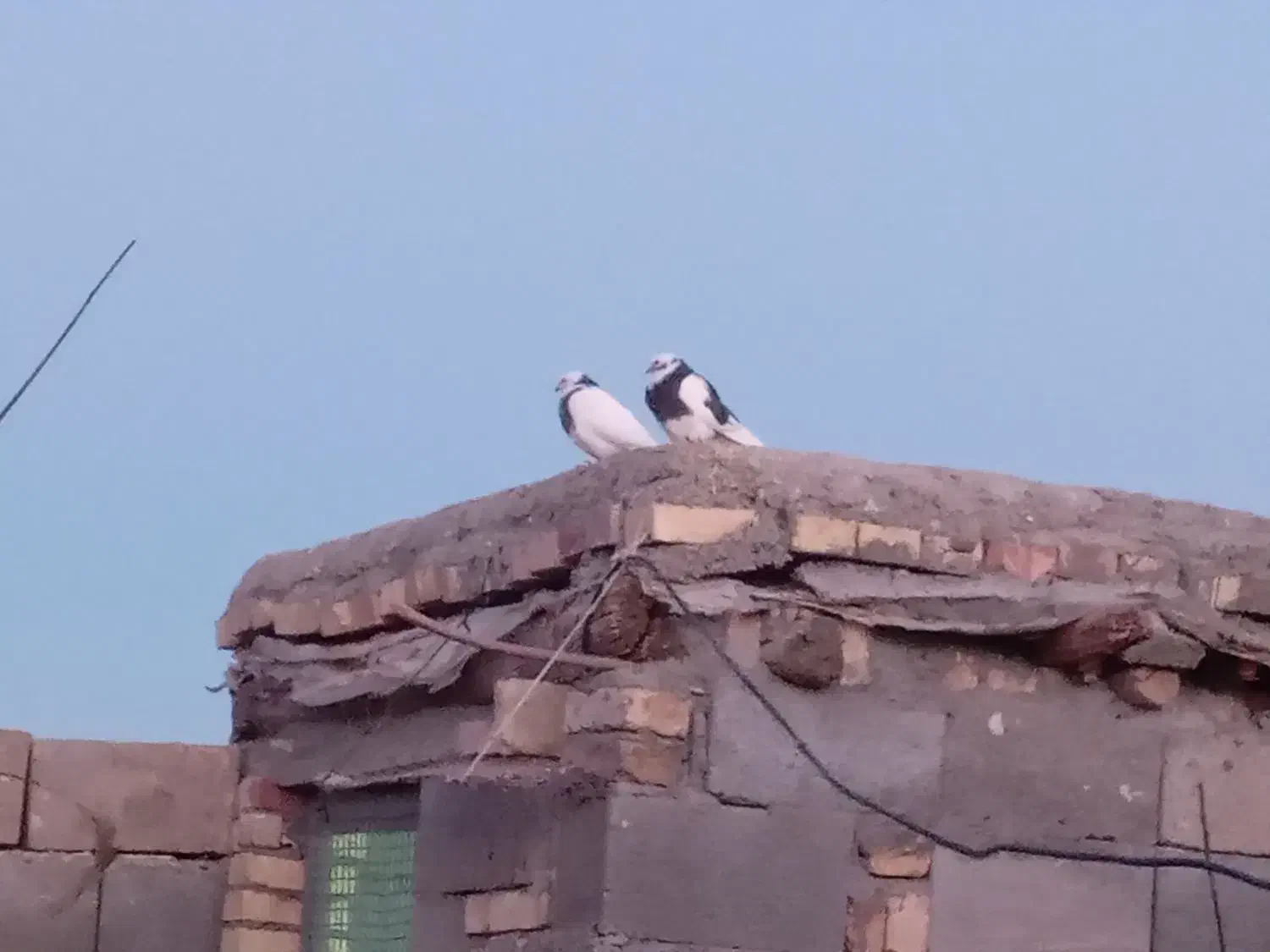 کبوتر خوب|پرنده|گندمان, |دیوار