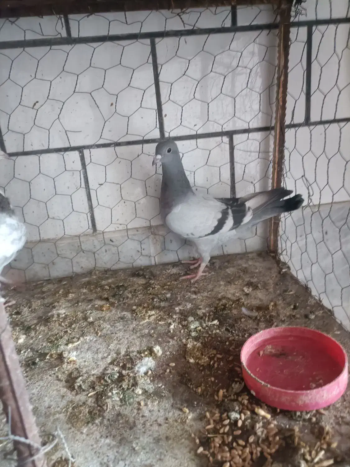 دوتا کفتر سبز جوجه دوتاش هم نر|پرنده|جهرم, |دیوار