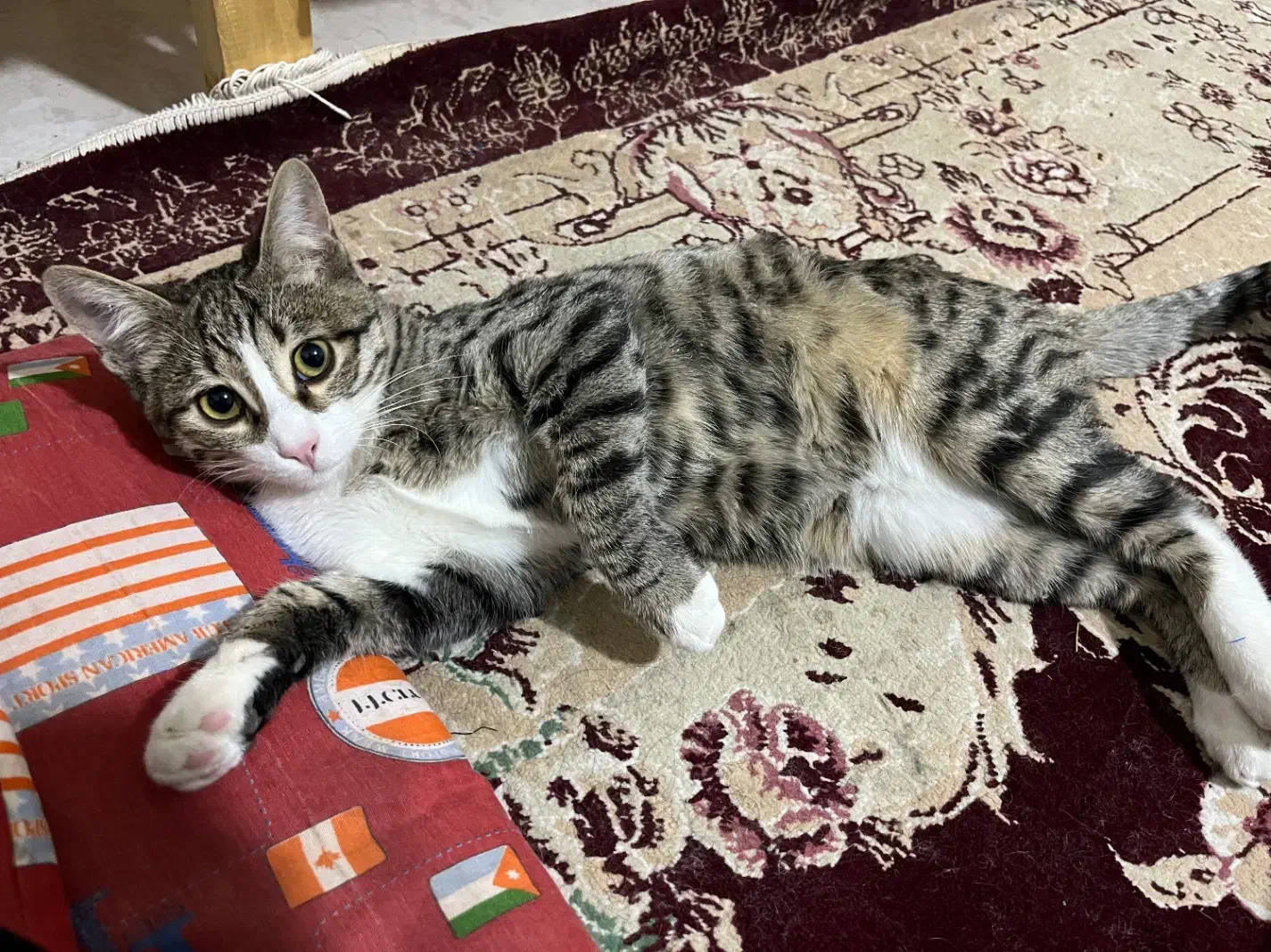 واگزاری گربه|گربه|تربت‌حیدریه, شهید قرنی|دیوار