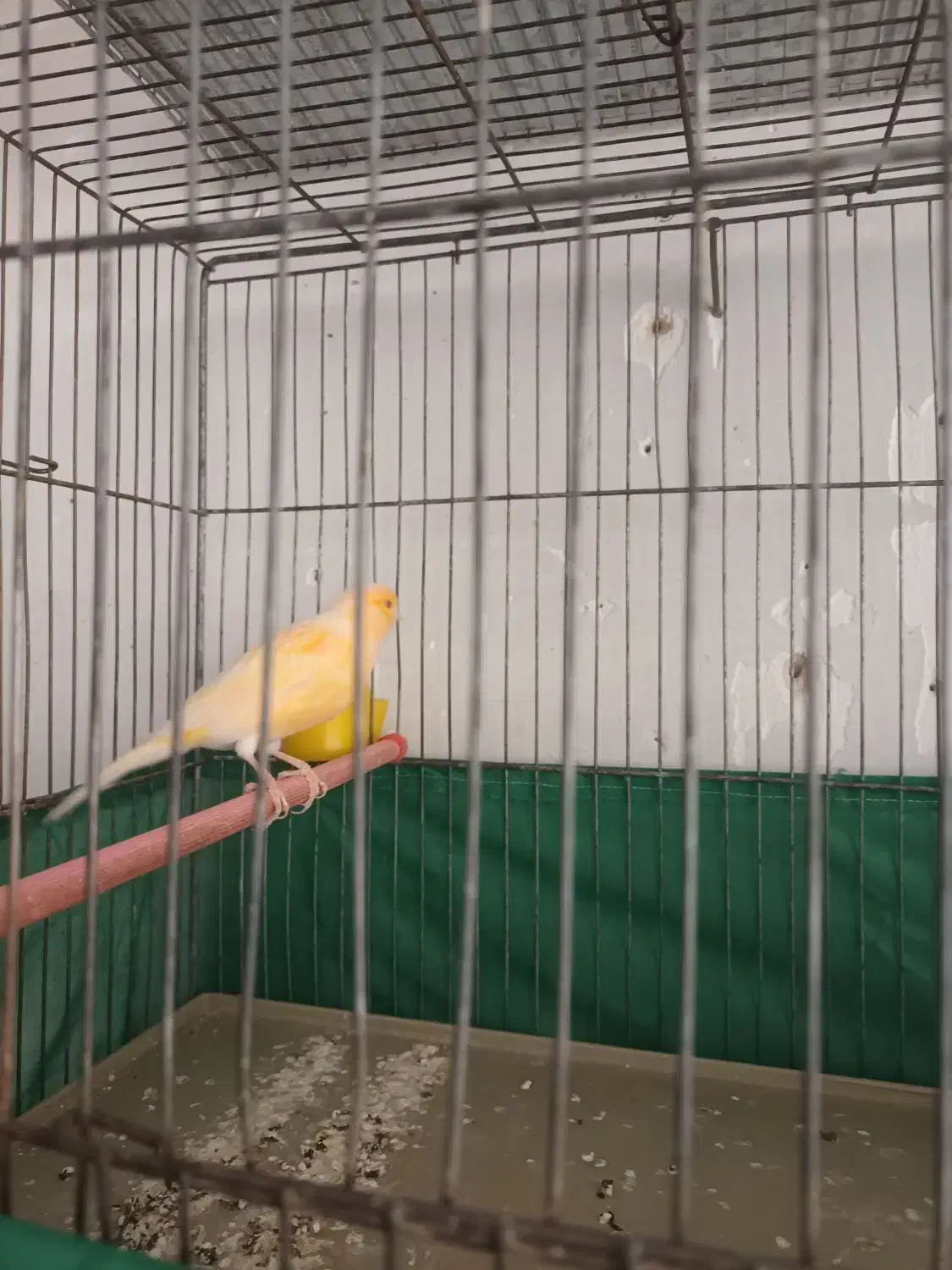 پرنده|پرنده|روانسر, |دیوار