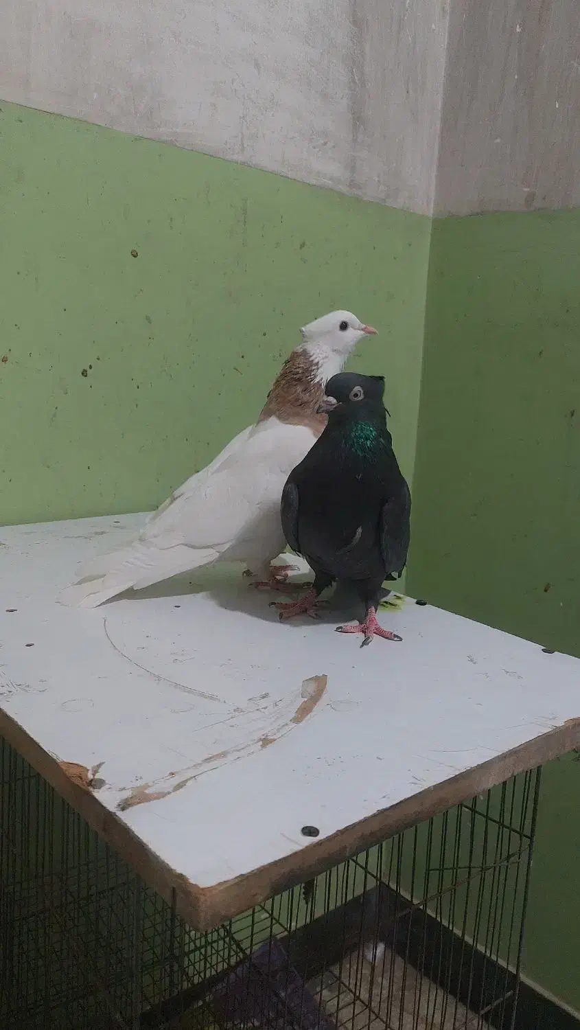 طوقی،|پرنده|بندر گناوه, |دیوار