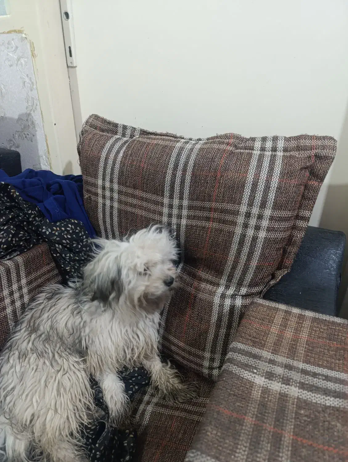 واگذاری سگ|سگ|یزد, |دیوار