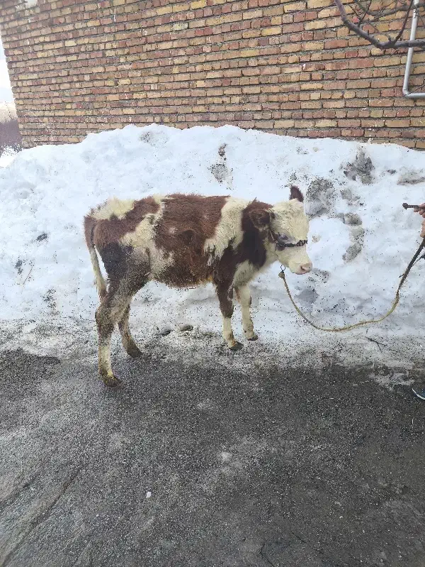 گوساله سیمینتال|حیوانات مزرعه|سیلوانه, |دیوار