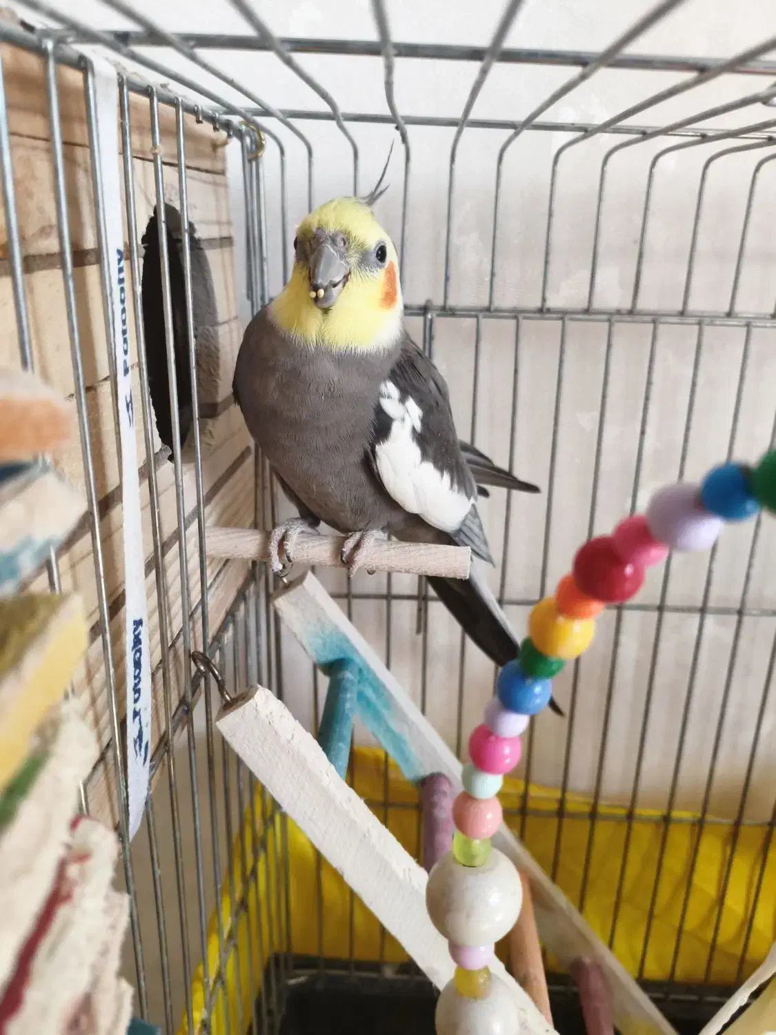 ۵ تا عروس هلندی خاکستری نر و زرد ماده|پرنده|اندیشه, اندیشه فاز ۱|دیوار